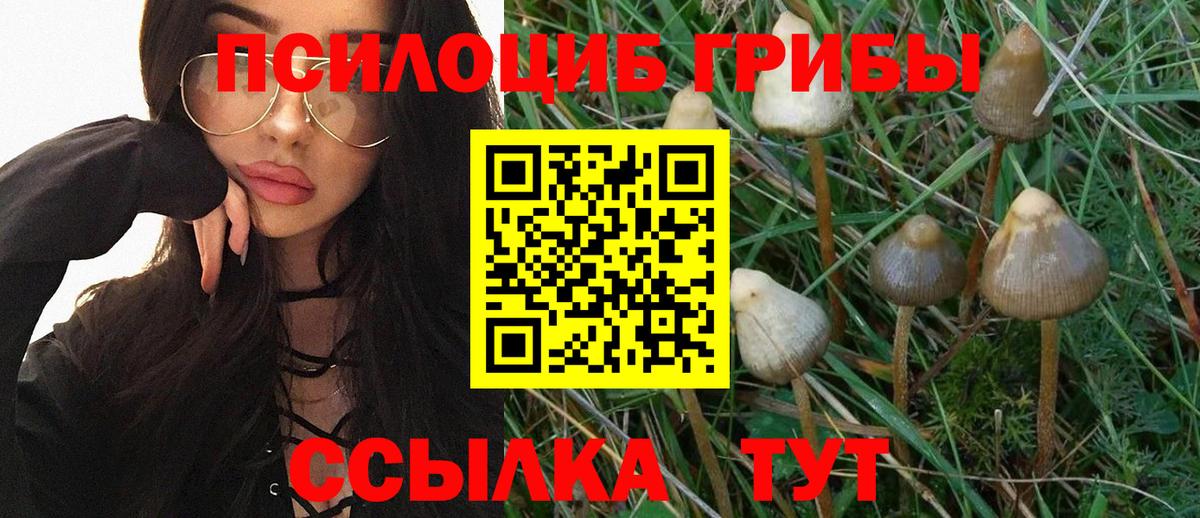 Волоколамск  Псилоцибиновые грибы Cubensis  Вход с VPN 